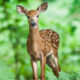 As The Deer (Eventide Blessing) SIMPLE