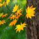 Morning Hope – Psalm 67 SIMPLE